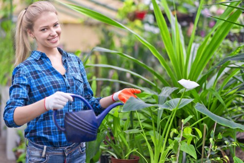 Gardener trimming a hedge in a Putney garden